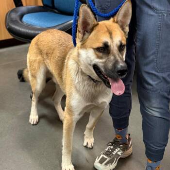 Charlie -  Jindo and Shepherd Dog for Adoption in Idaho Falls, Idaho - Charlie | PetCurious