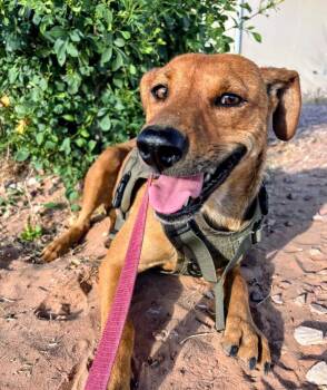 Brie -  Retriever and Shepherd Dog for Adoption in Evergreen, Colorado - Brie | PetCurious