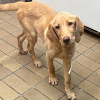 Banana -  Labrador Retriever and Hound Dog for Adoption in Birmingham, Alabama - Banana | PetCurious