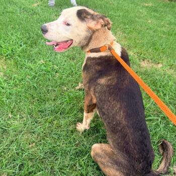 Nakita -  Cattle Dog and Mixed Breed Dog for Adoption in St. Louis, Missouri - Nakita | PetCurious