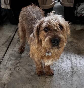 Terrier and Schnauzer Dogs Available for Adoption - Booker | PetCurious