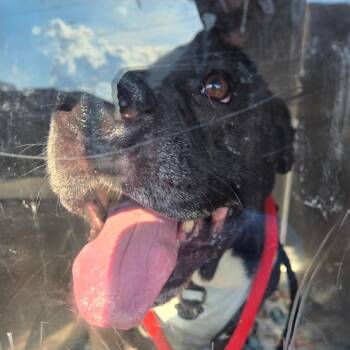Brute -  Pit Bull Terrier Dog for Adoption in Philadelphia, Pennsylvania - Brute | PetCurious