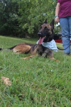 Lark - Located in Kentucky -  Belgian Shepherd Malinois Dog for Adoption in Imlay City, Michigan - Lark - Located In Kentucky | PetCurious