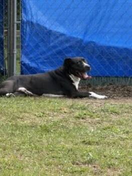 Ace -  Boxer and American Staffordshire Terrier Dog for Adoption in Standish, Michigan - Ace | PetCurious