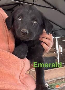 Emerald -  Shepherd Dog for Adoption in Vancouver, Washington - Emerald | PetCurious