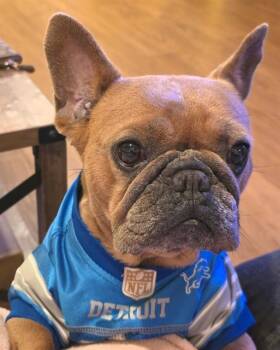 MUNCHIE -  French Bulldog Dog for Adoption in Camarillo, California - MUNCHIE | PetCurious