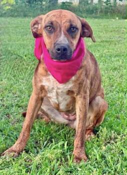 Peony -  Mountain Cur Dog Available for Adoption in Manchester, Connecticut - Peony | PetCurious