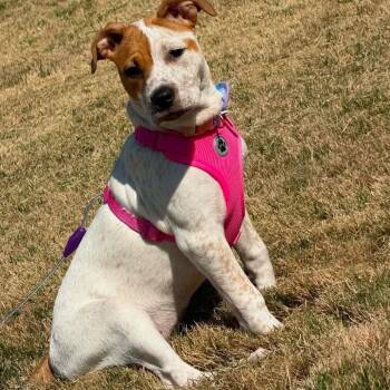 Mixed Breed Dogs Available for Adoption in Trenton, Georgia - Pluto | PetCurious