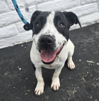 Rescue Mixed Breed Dogs for Adoption in Los Angeles, California - Patches | PetCurious