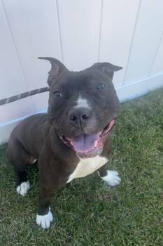 Rescue Pit Bull Terrier and American Staffordshire Terrier Dogs for Adoption in Conway, South Carolina - **Why Isn’t Anyone Picking Me?” Love, Luna | PetCurious