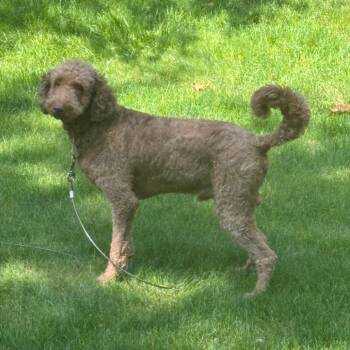 Lucky -  Standard Poodle and Golden Retriever Dog for Adoption in Northbrook, Illinois - Lucky | PetCurious