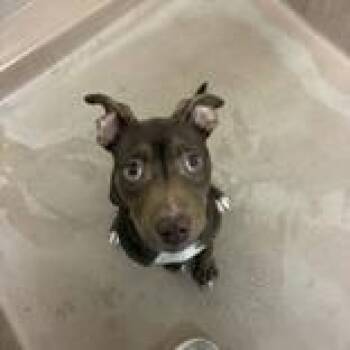 Pit Bull Terrier Dogs Available for Adoption - Fawn | PetCurious