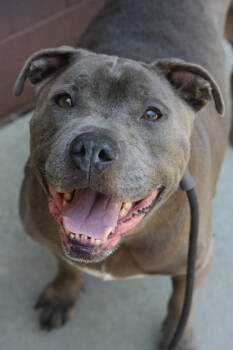 Rescue Mixed Breed Dogs for Adoption in Chamblee, Georgia - Booger- IN FOSTER | PetCurious