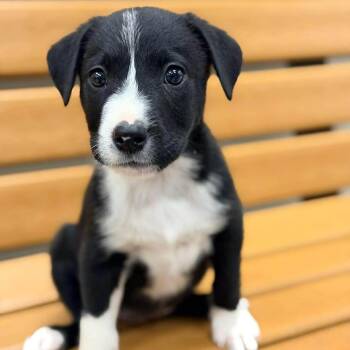 Border Collie and Terrier Dogs Available for Adoption in Glocester, Rhode Island - Mabel | PetCurious