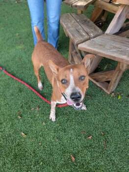 Eggroll -  Cattle Dog and Mixed Breed Dog for Adoption in Daytona Beach, Florida - Eggroll | PetCurious