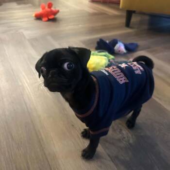 Pug Dogs Available for Adoption in Floresville, Texas - Phoenix | PetCurious