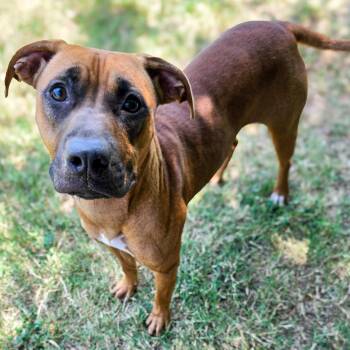 Liza -  Boxer Dog for Adoption in Gainesville, Texas - Liza | PetCurious
