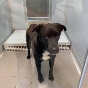 Terrier Dogs Available for Adoption in Des Moines, Iowa - Frederick | PetCurious