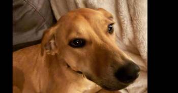 Lady -  Labrador Retriever Dog for Adoption in Dallas, Texas - Lady | PetCurious