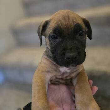 Rescue Dutch Shepherd and Mixed Breed Dogs for Adoption in Phoenix, Arizona - Danny Boy | PetCurious