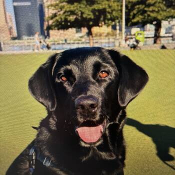 Black Labrador Retriever Dogs Available for Adoption in Indiana, Pennsylvania - Moose | PetCurious