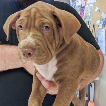 Pit Bull Terrier Dogs Available for Adoption in Union, Missouri - CoCo FC ASH | PetCurious