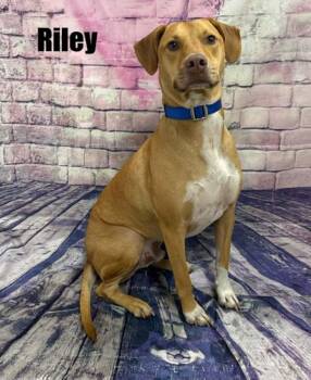 Riley -  Labrador Retriever Dog for Adoption in Quincy, Michigan - Riley | PetCurious