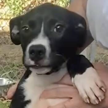 Rescue Black Labrador Retriever and Terrier Dogs for Adoption - Bam-bam | PetCurious