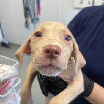 DK -  Coonhound and Mixed Breed Dog for Adoption in Abilene, Texas - DK | PetCurious