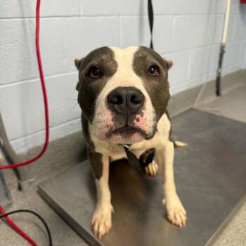 Muffin -  Pit Bull Terrier and Mixed Breed Dog for Adoption in Martinsville, Virginia - Muffin | PetCurious