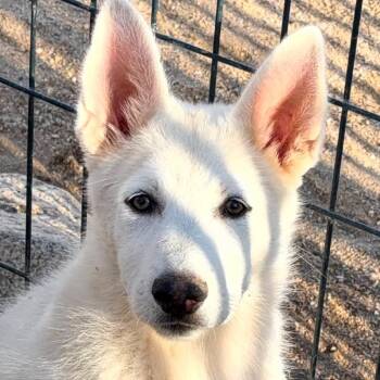 Dolce -  Shepherd and Catahoula Leopard Dog Dog for Adoption in Bellingham, Washington - Dolce | PetCurious