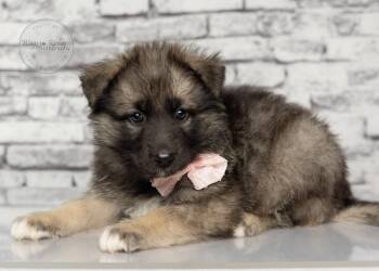 Shepherd and German Shepherd Dog Dogs Available for Adoption in Tuscaloosa, Alabama - Nixie - 5lbs. | PetCurious