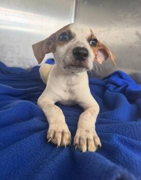 Jack Russell Terrier Dogs Available for Adoption in Pensacola, Florida - Peter | PetCurious