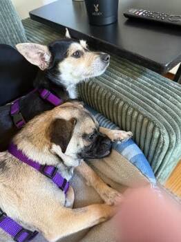 Chihuahua and Pug Dogs Available for Adoption in Alafaya, Florida - Rita | PetCurious
