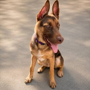 German Shepherd Dog Dogs Available for Adoption in Houston, Texas - Charlie | PetCurious