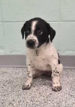 Terrier Dogs Available for Adoption in Athens, Tennessee - Boomer | PetCurious