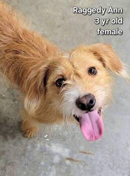 Raggedy Ann -  Mixed Breed Dog for Adoption in Ashland, Kentucky - Raggedy Ann | PetCurious