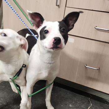 Rescue Pit Bull Terrier and Mixed Breed Dogs for Adoption in Evensville, Tennessee - Darla | PetCurious