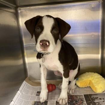 TX4063 Tucker -  Mixed Breed Dog for Adoption in Port Washington, New York - TX4063 Tucker | PetCurious