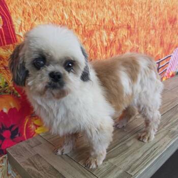 James Bond -  Shih Tzu and Mixed Breed Dog for Adoption in Normal, Illinois - James Bond | PetCurious