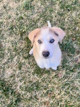 Great Pyrenees and Border Collie Dogs Available for Adoption - Nova | PetCurious