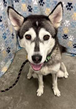 HARPER -  Husky Dog for Adoption in Rosenberg, Texas - HARPER | PetCurious