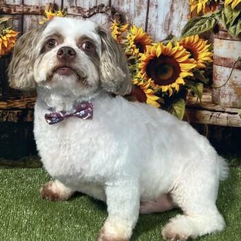 Oliver (Ollie) -  Shih Tzu Dog for Adoption in Gulfport, Mississippi - Oliver (Ollie) | PetCurious