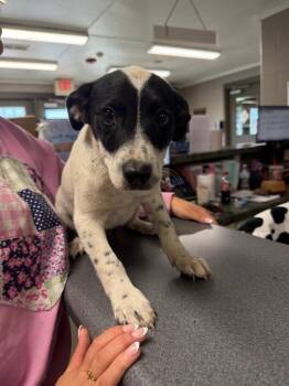Jack Russell Terrier Dogs Available for Adoption in Hopkinsville, Kentucky - Dash | PetCurious
