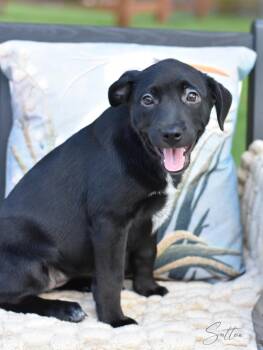 Labrador Retriever Dogs Available for Adoption in Conroe, Texas - Sutton | PetCurious