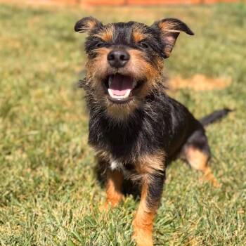 Nuri -  Terrier Dog for Adoption in Eugene, Oregon - Nuri | PetCurious
