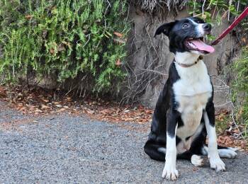 Nelly -  Border Collie and Labrador Retriever Dog for Adoption in Elfin Forest, California - Nelly | PetCurious