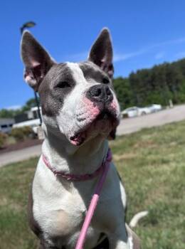 American Staffordshire Terrier and Mixed Breed Dogs Available for Adoption in Disputanta, Virginia - Ferdinand | PetCurious