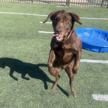 Mixed Breed Dogs Available for Adoption - YOKI | PetCurious