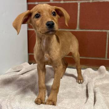 (Found) Cider -  Golden Retriever and Mixed Breed Dog for Adoption in Cabot, Arkansas - (Found) Cider | PetCurious
